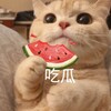 Telegram channel TG吃瓜中心 logo