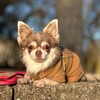 Логотип телеграм -каналу chihua_lola — Життя Лоли🐕