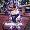 Логотип телеграм канала @chihuahua11_10 — Жизнь чиха