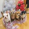Логотип телеграм канала @chihuahuagfy — Квартет чихуахуа 🧡🤍🖤🩶