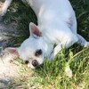 Логотип телеграм канала @chihuahuakrassel — Питомник чихуахуа Крассел Крым, Симферополь