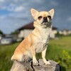 Логотип телеграм канала @chihuahuamichelle — 👾Мишленчик👾