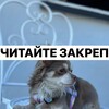 Логотип телеграм канала @chihualola — читайте закреп