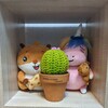 Логотип телеграм канала @chiko_cactuses — Кактусы Ёжика