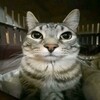 Логотип телеграм канала @chillnewsmedia — Что у вас здесь происходит!?