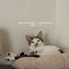 Логотип телеграм канала @chinese_buns_learning — Китайские булочки | китайский язык