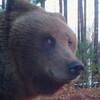 Логотип телеграм канала @chips_and_kuni — сбербанк мод много денек