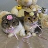 Логотип телеграм канала @chloenfreya21 — Хлоя и Фрейя🎀