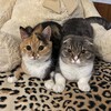 Логотип телеграм канала @chloenfreyaa — Хлоя и Фрейя