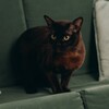 Логотип телеграм канала @choco_pie_burma — Chocoburma
