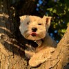 Logo of telegram channel chocowestie — westie