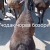 Telegram kanalining logotibi chodak_chorva_bozori — CHODAK CHORVA BOZORI