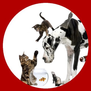 Logotipo del canal de telegramas chollospets - Chollos Pets