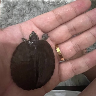 电报频道的标志 chongwu33 — 龟先生宠物店 观赏鱼 乌龟