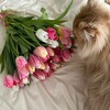 Логотип телеграм канала @christmas_pop — 🌷весна!!^//эстетика🌸