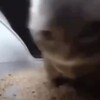 Логотип телеграм канала @chtopogif — Чё реально?