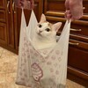 Логотип телеграм канала @chtozakotiknapisal — В гостях у Котика