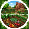 Логотип телеграм канала @chudo_ogorod — Огородные Чудеса 🌱