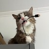 Логотип телеграм канала @chupakoshka — Чупа ин да хауз