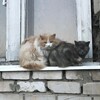 Логотип телеграм канала @chuvashcat — Котики Чувашии