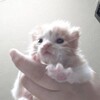 Логотип телеграм канала @chvkkot — ЧВК "котяо"