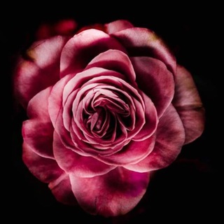 Telgraf kanalının logosu cicekleremeftun34 — Çiçeklere_Meftun