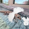 Логотип телеграм канала @cicina0 — ♡ᴇᴜʙʟᴇꜰᴀʀ🦎Лили и чупа