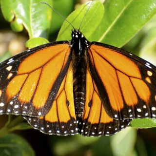 Logotipo del canal de telegramas cienciasambientales - CIENCIAS AMBIENTALES Y DE LA TIERRA