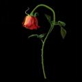 Logo saluran telegram cikmanisqoutes — the broken heart