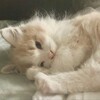 Логотип телеграм канала @cillyapp — тру каора