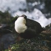 Логотип телеграм канала @cinclus_fm — Радио «Водяной дрозд»