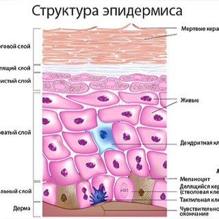 Логотип телеграм канала @citoendoderm — Ветеринарная дерматология, эндокринология и цитология для врачей