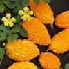 Логотип телеграм канала @citrus_exzotik — Цитрус_экзотик 🍀 citrus_exzotik