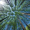 Логотип телеграм канала @cleanforestandplanttrees — Субботники и посадки