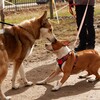 Логотип телеграм канала @clicking_with_dog — С собакой на одной волне