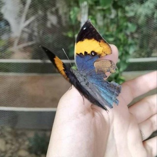 Logo of telegram channel clllli2 — Butterflies lady