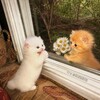 Логотип телеграм канала @closertis — ближе, чем кажется