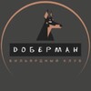 Логотип телеграм канала @clubdoberman — БК «ДОБЕРМАН»