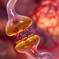 لوگوی کانال تلگرام cnssonory — Sensory CNS physiology & NEUROANATOMY
