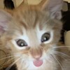 Логотип телеграм канала @coffeeaddictvibe — рыжий котей