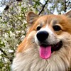 Логотип телеграм канала @comfortmeats — Точка комфорта