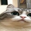 Логотип телеграм канала @confafiles — Files