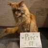 Логотип телеграм канала @confapets — PETS CF