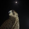 لوگوی کانال تلگرام contentislam — ꧁༺ 𝓲𝓼𝓵𝓪𝓶𝓼𝓴𝓲𝓮 ༻꧂