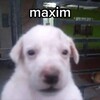 Логотип телеграм канала @coolmaksiq — Кул Макс