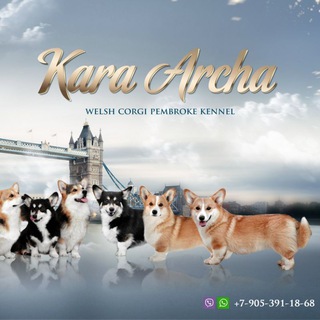 Логотип телеграм канала @corgi_karaarcha — Корги Кара Арча