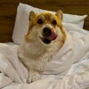 Логотип телеграм канала @corgi_vanya — коржик Ваня 🐾