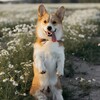 Логотип телеграм канала @corgimarty — Корж Марти👑