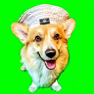 Логотип телеграм канала @corgisirok — Корги Сырок