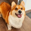 Логотип телеграм канала @corgivanya — коржик Ваня 🐾